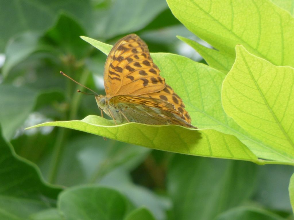 Argynnis paphia femmina? S